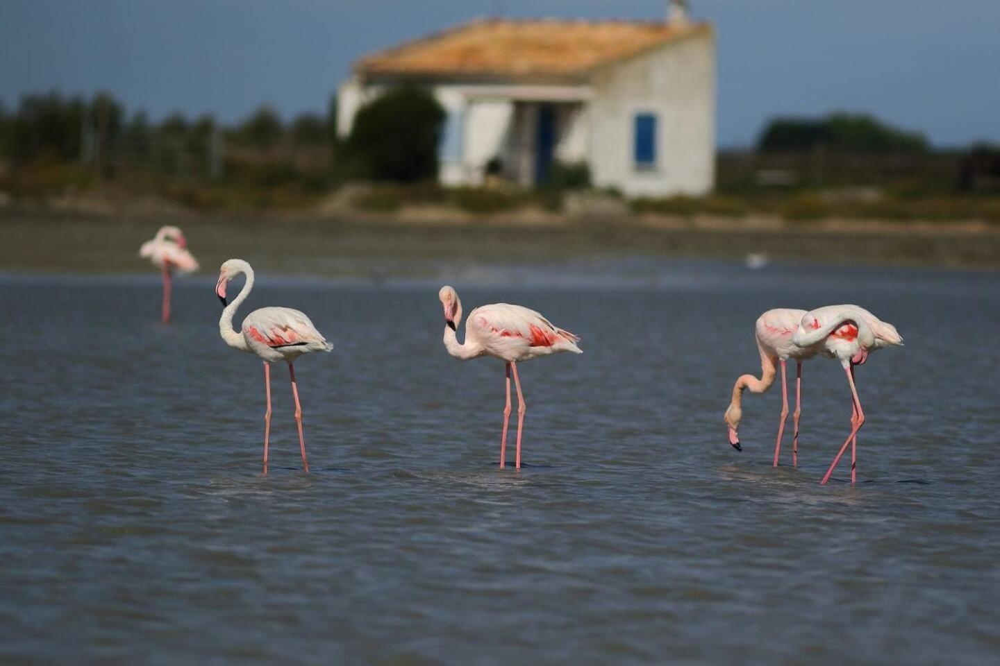 Mas Provencal De 120M2 En Camargue, Avec Piscine Et Parking Inclus, Ideal Pour Des Vacances Arles Eksteriør billede